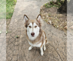 Small #1 Siberian Husky