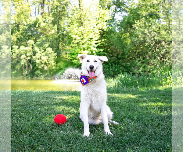 Medium Photo #4 Labrenees Puppy For Sale in Unionville, PA, USA