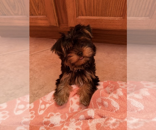 Medium Photo #2 Yorkshire Terrier Puppy For Sale in VALRICO, FL, USA