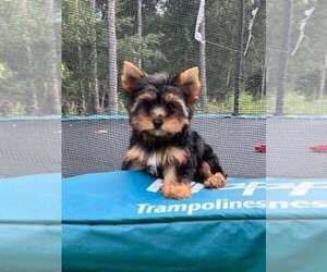 Yorkshire Terrier Puppy for sale in KENDALL, FL, USA