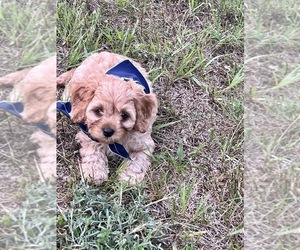 Cavapoo Puppy for sale in LOWELL, MI, USA