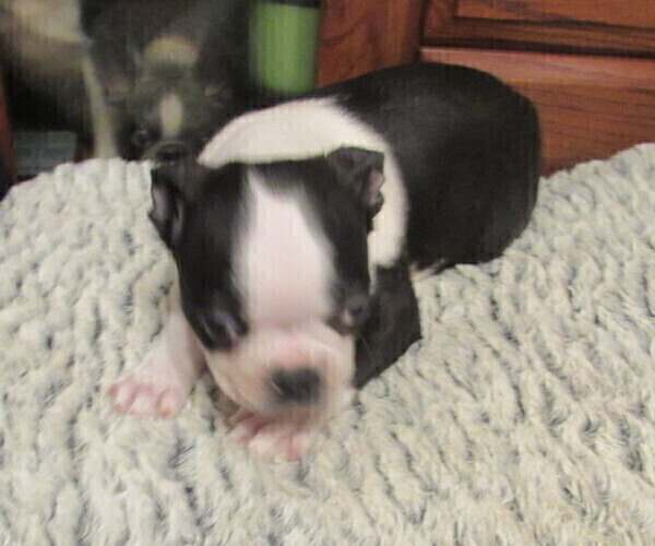 Medium Photo #1 Boston Terrier Puppy For Sale in BLACK HORSE, OH, USA