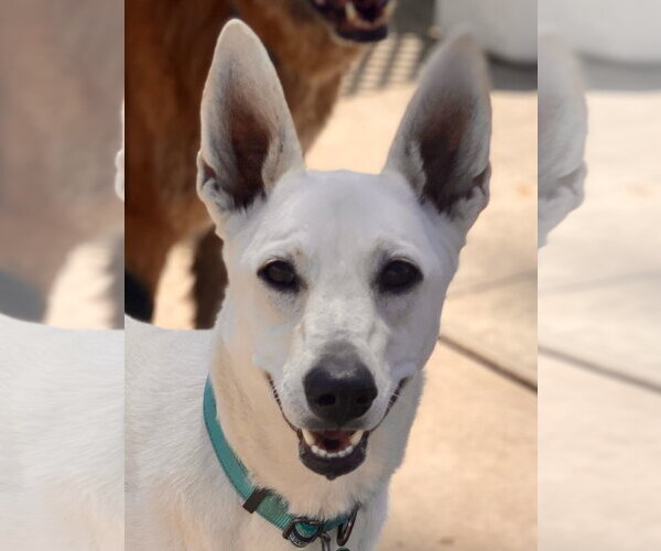 Medium Photo #3 Labrador Retriever-white german shepherd Mix Puppy For Sale in Newport Beach, CA, USA