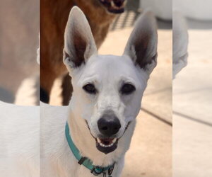 Gracie Mae - Female Labrador Retriever-white german shepherd Mix Dog for Adoption - Photo #3