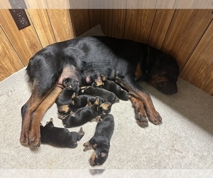 Rottweiler Puppy for sale in PALMYRA, ME, USA