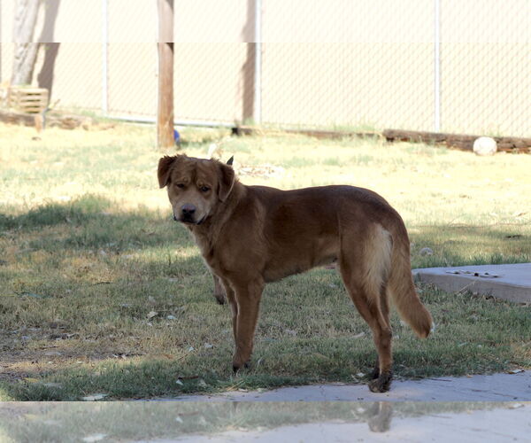 Medium Photo #2 Golden Labrador Puppy For Sale in El Centro, CA, USA