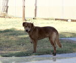 Small #1 Golden Labrador