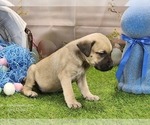 Small #25 Catahoula Leopard Dog