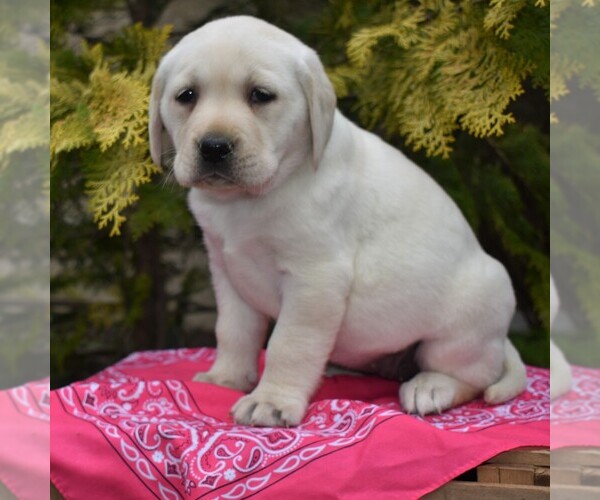 Medium Photo #5 Labrador Retriever Puppy For Sale in MILLERSTOWN, PA, USA