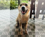 Small #2 Golden Retriever Mix