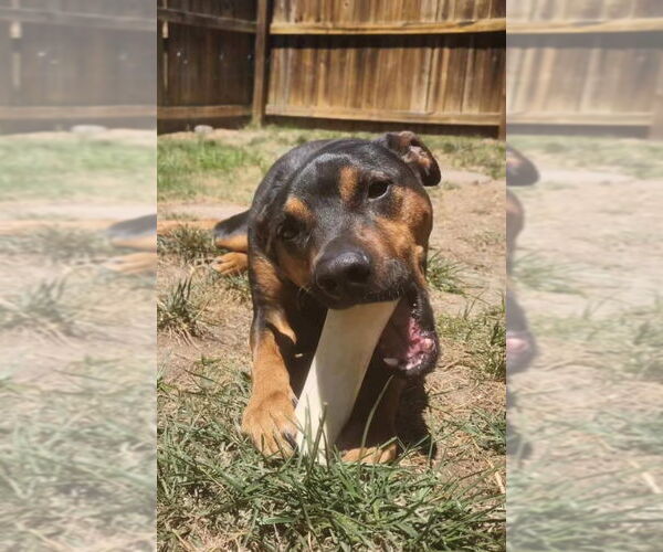 Medium Photo #4 Mutt Puppy For Sale in Forest, VA, USA