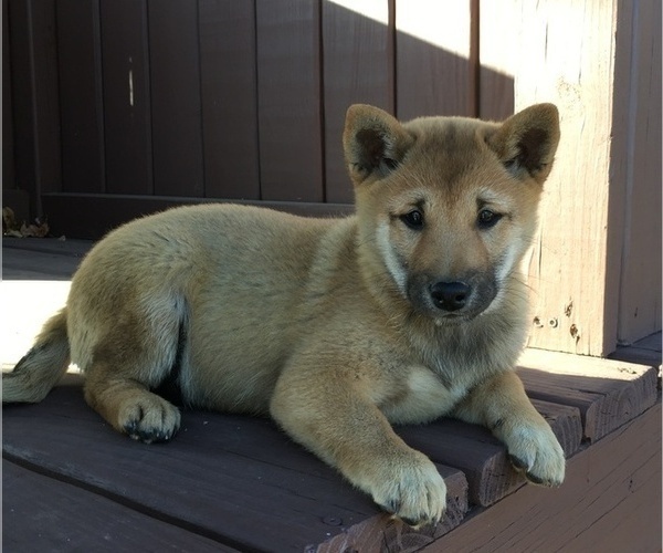Medium Photo #1 Shiba Inu Puppy For Sale in BLUFORD, IL, USA