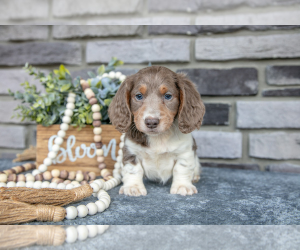 Medium Photo #5 Dachshund Puppy For Sale in TOPEKA, IN, USA