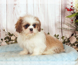 Shih Tzu Puppy for sale in PENNS CREEK, PA, USA