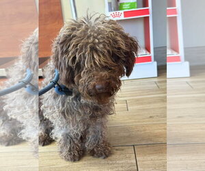 Mocha - Female Miniature Labradoodle Dog for Adoption - Photo #3