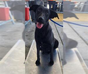 German Shepherd Dog Dogs for adoption in Bakersfield, CA, USA