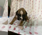 Small Photo #3 Boxer Puppy For Sale in BRISCOE, MO, USA
