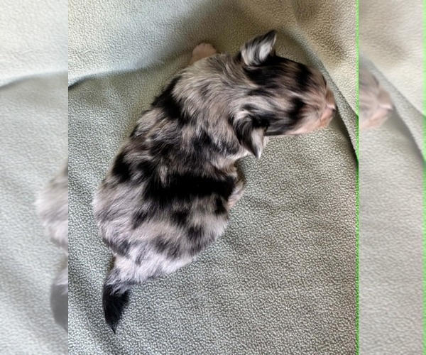 Medium Photo #2 Chihuahua Puppy For Sale in NEWVILLE, PA, USA