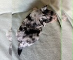 Small #1 Chihuahua