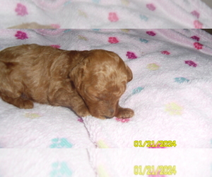 Poodle (Toy) Puppy for sale in DULUTH, GA, USA