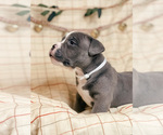 Small Photo #6 American Bully Puppy For Sale in BEDFORD, MA, USA