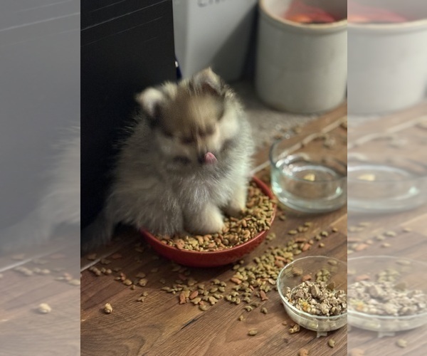 Medium Photo #7 Pomeranian Puppy For Sale in DENVER, CO, USA