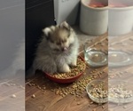 Small #6 Pomeranian