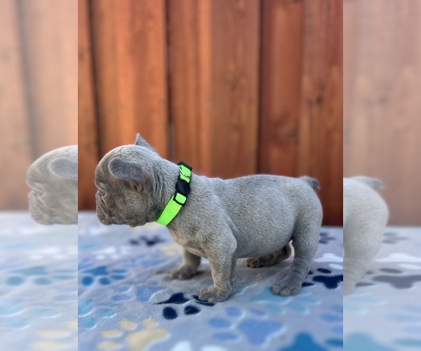 Medium Photo #6 French Bulldog Puppy For Sale in SACRAMENTO, CA, USA