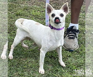 Chihuahua-Unknown Mix Dogs for adoption in Washington, DC, USA