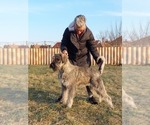 Cooper - Male Schnauzer (Giant) Puppy for Sale - Photo #4