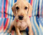 Small #3 Colonial Cocker Spaniel Mix