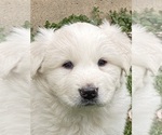 Small Great Pyrenees