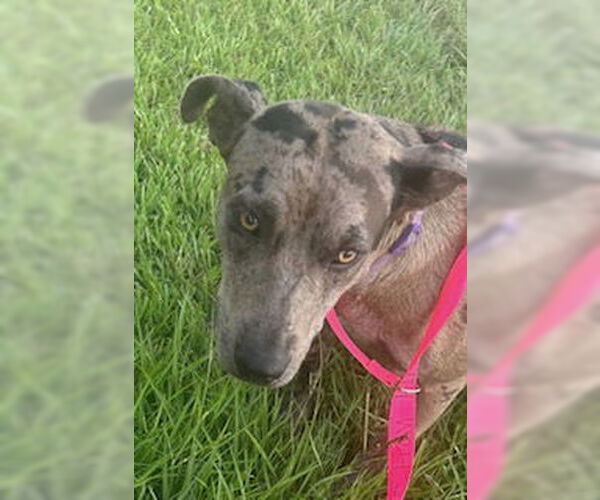 Medium Photo #3 Catahoula Leopard Dog-Unknown Mix Puppy For Sale in Oakhurst, NJ, USA