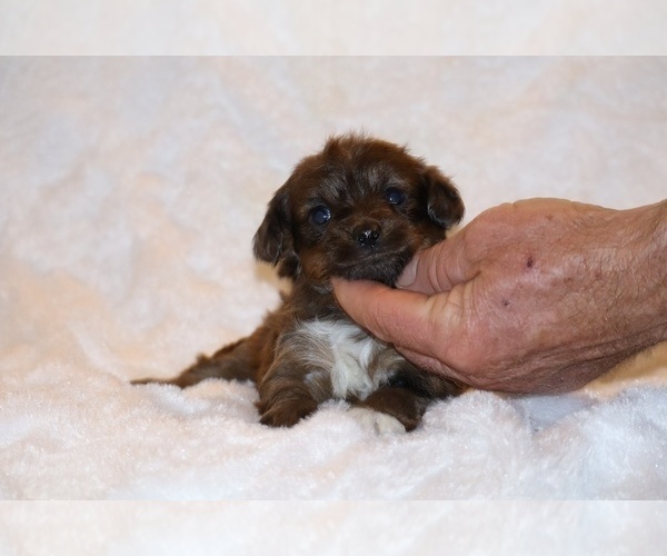 Medium Photo #2 Poodle (Toy)-YorkiePoo Mix Puppy For Sale in DYERSBURG, TN, USA