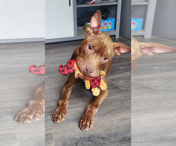 Medium Photo #13 Mutt Puppy For Sale in Strongsville, OH, USA