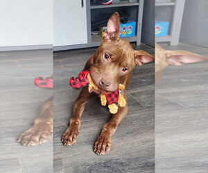 Calvin - Male Mutt Dog for Adoption - Photo #13