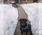Small #43 American Pit Bull Terrier