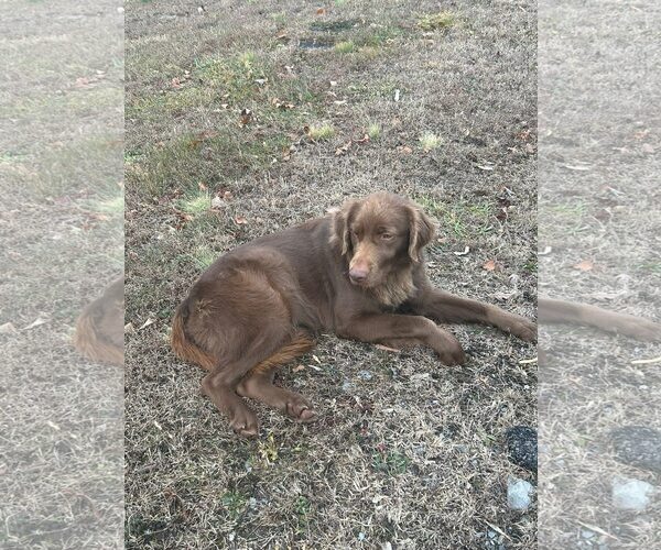 Medium Photo #2 Chocolate Labrador retriever-Unknown Mix Puppy For Sale in Hinton, WV, USA