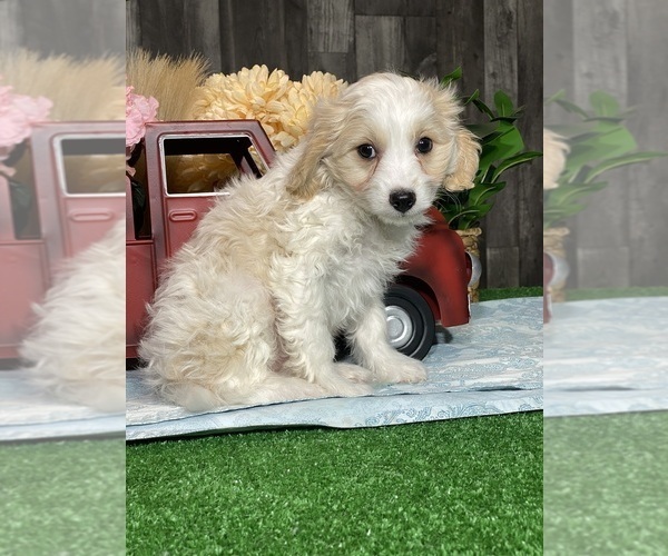Medium Photo #2 Bichpoo-Cavalier King Charles Spaniel Mix Puppy For Sale in CANOGA, NY, USA