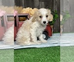 Small #1 Bichpoo-Cavalier King Charles Spaniel Mix