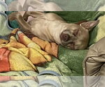 Small #16 Chihuahua