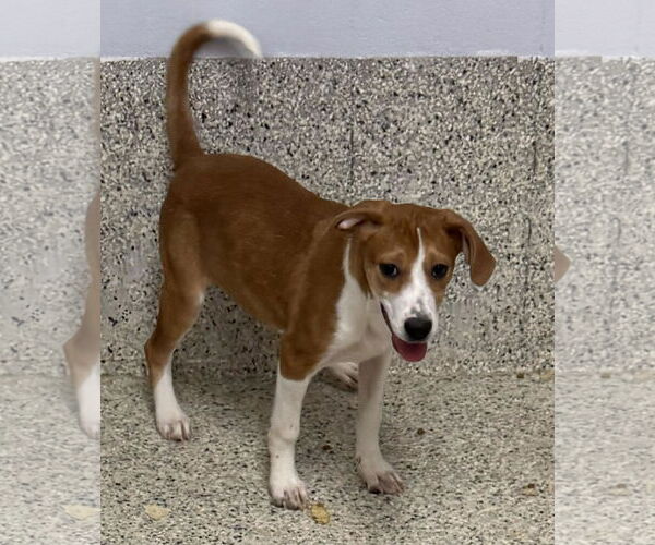 Medium Photo #2 Mutt Puppy For Sale in Mechanicsburg, PA, USA