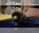 Small #51 Pomsky