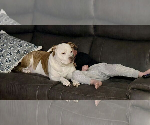 Medium Photo #7 Mutt Puppy For Sale in Mount Laurel, NJ, USA