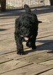 Small Photo #12 Airedoodle Puppy For Sale in FORT WORTH, TX, USA