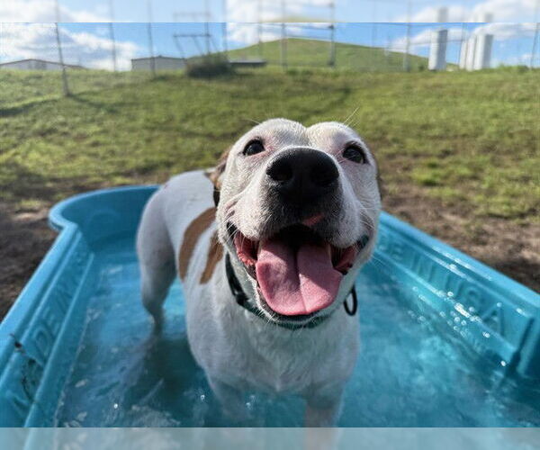 Medium Photo #4 American Pit Bull Terrier-Unknown Mix Puppy For Sale in Ocala, FL, USA