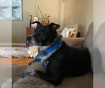 Small #1 American Pit Bull Terrier Mix
