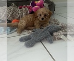 Small #1 YorkiePoo