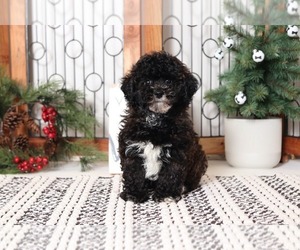 Poodle (Toy) Puppy for sale in NAPLES, FL, USA