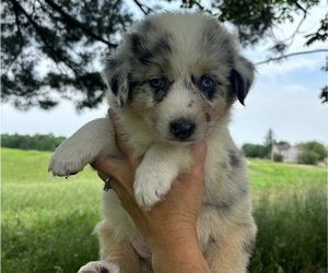 Australian Shepherd Puppy for Sale in TIGERTON, Wisconsin USA